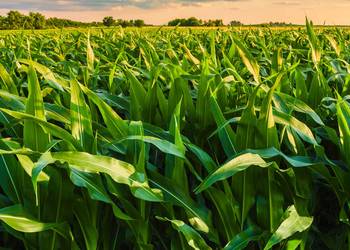 Наразі стан посівів кукурудзи поступається минулорічному на 25-35%