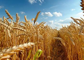 На Сумщині розпочали жнива ячменю та пшениці