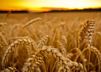На Чернігівщині планують розпочати масовий збір ранніх зернових з 20 липня
