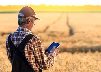 Аналітики прогнозують врожайність ярої пшениці та ячменю до 6,5 т/га