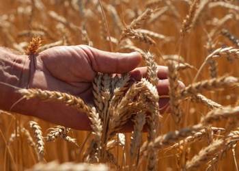 На Хмельниччині середня врожайність зернових понад 5 т/га