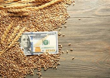 Озвучено ціни на пшеницю нового врожаю