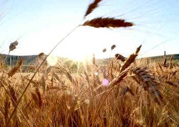 Жнива-2021: Україна вже зібрала 14 мільйонів тонн зернових