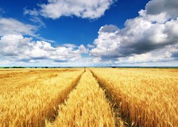 AgroOnline запустив систему прогнозування врожаю зернових