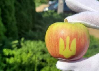 На Вінниччині виростили яблука з зображенням тризуба