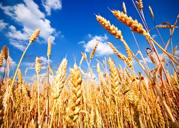Аграрії більшості регіонів України завершили жнива пшениці та ячменю