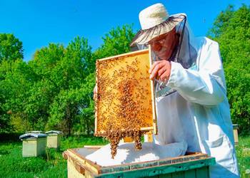 Закарпатські пасічники зібрали більший врожай меду, ніж торік