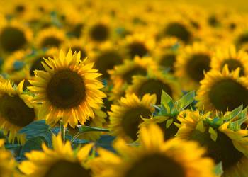 На Одещині за вирощування соняшнику фермер заплатив 500 тисяч грн штрафу