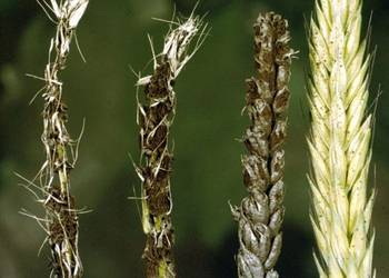 На прохання Громадської спілки «Аграрний союз України» Інститутом захисту рослин НААН проведено дослідження якості зерна. 