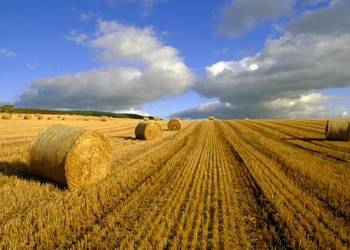 Верховна Рада продовжила мораторій на продаж землі
