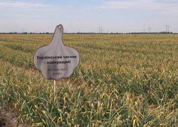 Член ГС «АСУ» отримав свідоцтво на новий сорт часнику 